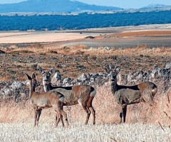 La población de corzos en Soria alcanza los 30.000 ejemplares y dispara la caza